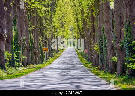 Linden, Linden, Linden (Tilia spec.), Lindenallee auf dem Weingut Schönboeken, Deutschland, Schleswig-Holstein, Bordesholm Stockfoto