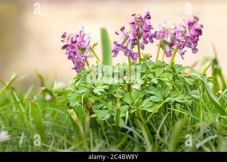 Fumewort (Corydalis solida, Corydalis bulbosa, Fumaria bulbosa), blühend, Niederlande, Drenthe Stockfoto