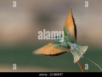 Kleiner grüner Bienenfresser, Arabian Green Bee-eater (Merops orientalis cyanophrys, Merops cyanophrys), im Flug erwachsener Bienenfresser, Israel, Yotvata Stockfoto