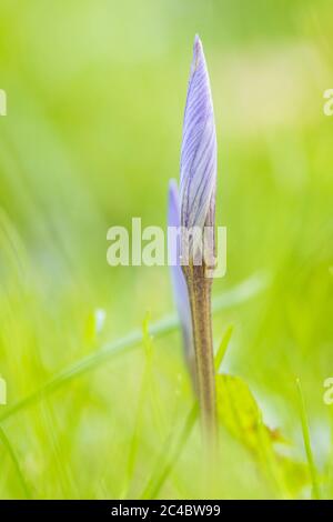 Herbstcrocus, Bieberstein-Crocus (Crocus speciosus), im Knospen, auf einer Wiese, Niederlande Stockfoto