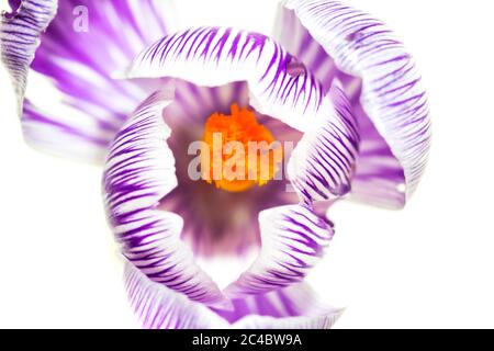 Holländischer Krokus, Frühlingskrokus (Crocus vernus, Crocus neapolitanus), Blume, Draufsicht, Ausschnitt, Niederlande Stockfoto