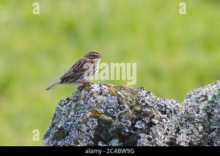 Savannah-Sperling (Passerculus sandwichensis), junger Vogel, der auf einem Lavastein auf den Hochfeldern, Portugal, Azoren, Corvo, zugeht Stockfoto