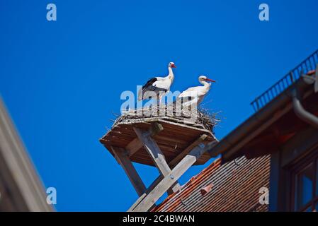 Ein paar Störche sind bei einem sonnigen Frühlingstag im April 2020 in Giengen, Schwäbische Alb, Deutschland, Europa in ihrem Nest auf dem Dach des Rathauses Stockfoto