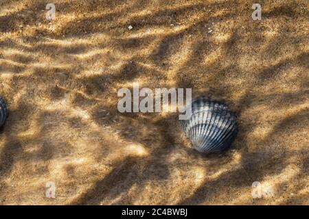 Gemeine Herzmuschel, gemeine europäische Herzmuschel, essbare Herzmuschel (Cardium edule, Cerastoderma edule), im seichten Wasser am Strand, Niederlande, Texel Stockfoto