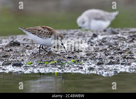 westsandpiper (Calidris mauri), Erstwintertaucher, seltener Landwader aus Nordamerika im Herbst, Portugal, Azoren Stockfoto