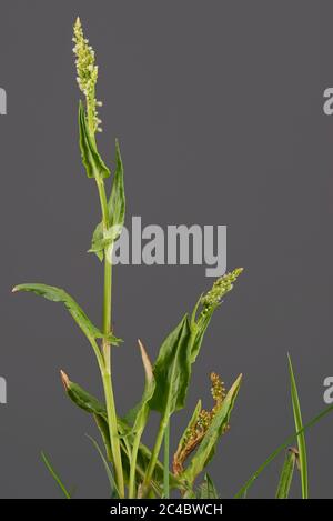 Gemeiner Sauerampfer, grüner Sauerampfer, roter Sauerampfer, Schafsstrauch, Gartenstrauch (Rumex acetosa), blühend vor grauem Hintergrund, Deutschland, Bayern Stockfoto