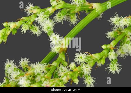 Gemeiner Sauerampfer, grüner Sauerampfer, roter Sauerampfer, Schafsstrauch, Gartenstrauch (Rumex acetosa), Blumen, Makroaufnahme, Deutschland, Bayern Stockfoto