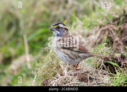 Weißkehlspatzen (Zonotrichia albicollis), Jungvogel auf Gras, Seitenansicht, Azoren, Corvo Stockfoto