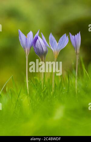 Herbstcrocus, Bieberstein-Crocus (Crocus speciosus), blühend auf einer Wiese, Niederlande Stockfoto