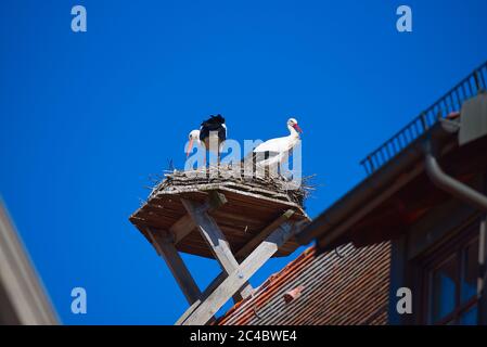 Ein paar Störche sind bei einem sonnigen Frühlingstag im April 2020 in Giengen, Schwäbische Alb, Deutschland, Europa in ihrem Nest auf dem Dach des Rathauses Stockfoto