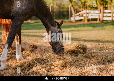 Zwei schöne braune Pferde auf einem Bauernhof grasen das Gras zwei schöne braune Pferde auf einem Bauernhof grasen das Gras Stockfoto