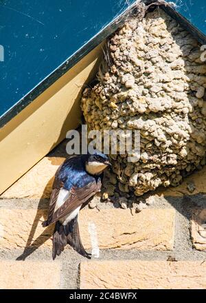 Gemeines Haus martin (Delichon urbica, Delichon urbicum), an einem Schwalbennest an einer Hauswand, Blick von oben, Niederlande, Frisia, Oldeberkoop Stockfoto