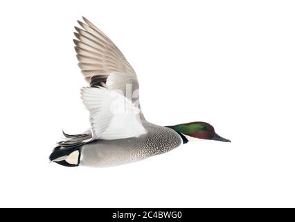 Falcated teal (Anas falcata, Mareca falcata), drake in Flight, Ausschnitt, Japan Stockfoto