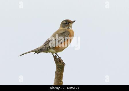 Amerikanischer Rotkehlchen (Turdus migratorius), Erstwinterer amerikanischer Robin, im Herbst aus Nordamerika, Portugal, Azoren, Corvo Island Stockfoto
