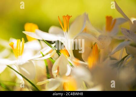 Frühe Krokus, Waldkrokus, Tomasini-Krokus (Crocus tommasinianus var. alba), mit weißen Blüten, Niederlande, Frisien Stockfoto