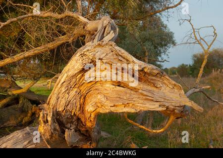 Weide (Salix alba), verfallener Teil einer Weide in Form eines Vogelkopfes, Deutschland, Schleswig-Holstein Stockfoto