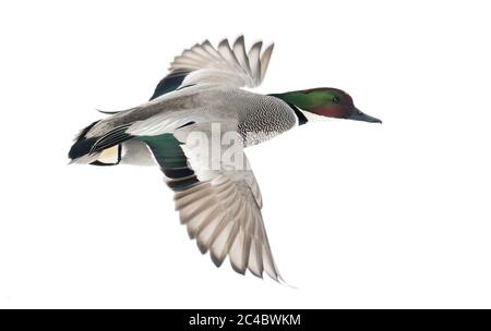 Falcated teal (Anas falcata, Mareca falcata), drake in Flight, Ausschnitt, Japan Stockfoto