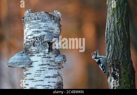 Weißrückenspecht (Picoides leucotos, Dendrocopos leucotos), Männchen sitzt an einem Baumstamm, Finnland, Pirkanmaa, Kauniainen Stockfoto