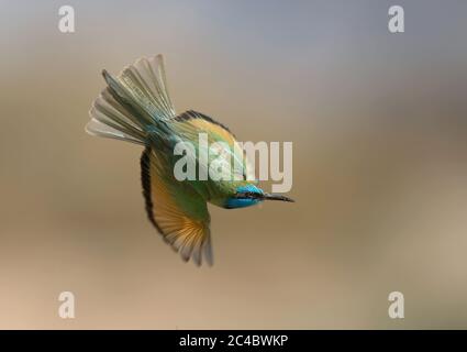 Kleiner grüner Bienenfresser, Arabian Green Bee-eater (Merops orientalis cyanophrys, Merops cyanophrys), im Flug erwachsener Bienenfresser, Israel, Yotvata Stockfoto