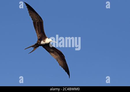 Prachtvoller Fregatte-Vogel (Fregata magnificens), Jugendvogel im Flug, Costa Rica Stockfoto