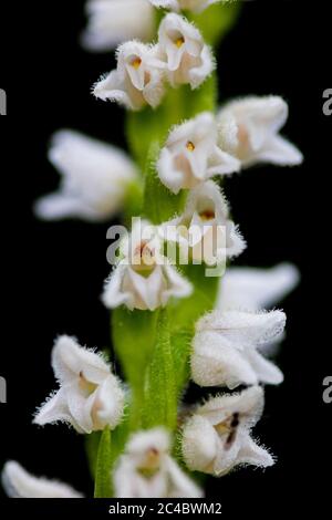 Schleichende Damentränen, Zwergrattlesnake-Wegerich (Goodyera repens, Satyrium repens), Blüten gegen schwarzen Boden, Niederlande, Drenthe, Norg Stockfoto