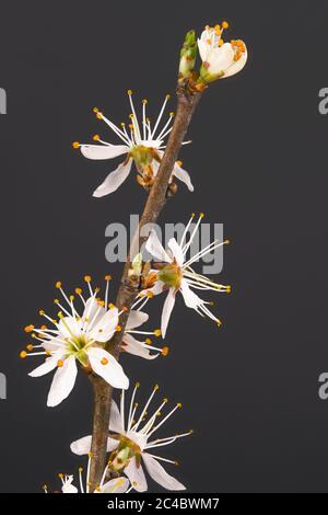 Schlehdorn, Schlehe (Prunus spinosa), blühender Ast vor schwarzem Hintergrund, Deutschland, Bayern Stockfoto