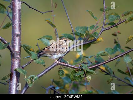 Rustikale Ammer (Emberiza rustica, Emberiza rustica rustica), im nicht-brütenden Gefieder, auf einem Zweig der Birke, Finnland, Lappland, Sompia thront Stockfoto