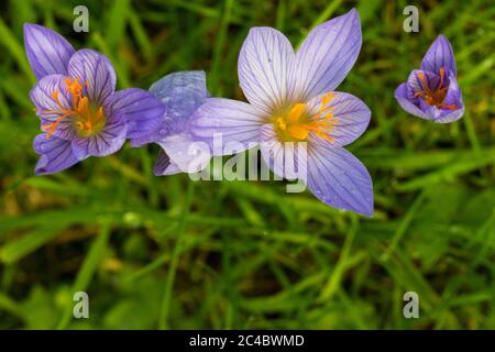 Herbstcrocus, Bieberstein-Crocus (Crocus speciosus), blühend auf einer Wiese, Niederlande Stockfoto
