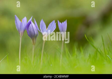 Herbstcrocus, Bieberstein-Crocus (Crocus speciosus), blühend auf einer Wiese, Niederlande Stockfoto