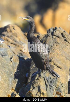 Mediterraner Shag (Phalacrocorax aristotelis desmarestii, Phalacrocorax desmarestii), unreif auf einem Küstenfelsen, Seitenansicht, Frankreich, Hyeres Stockfoto