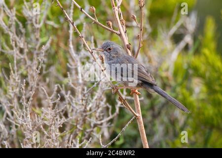 Balearenwaldsänger (Sylvia balearica, Sylvia sarda balearica), unreif im Busch, Seitenansicht, Spanien, Balearen, Mallorca, Boquer Valley Stockfoto