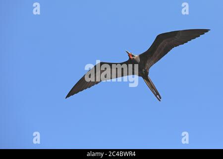 Prachtvoller Fregatvogel (Fregata magnificens), Männchen im Flug, Blick von unten, Costa Rica Stockfoto