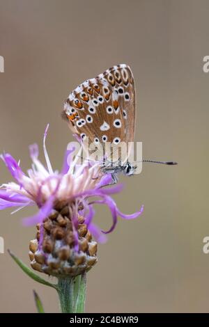 Chalkhill blau, Chalkhill blau (Lysandra coridon, Polyommatus coridon, Meleageria coridon), sitzt auf einer Blume, Deutschland, Nordrhein-Westfalen Stockfoto