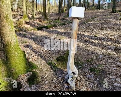 Mineralleck auf einem Posten für Rehe in einem Wald, Deutschland Stockfoto