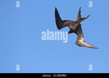 Herrlicher Fregatvogel (Fregata magnificens), Männchen im Schwall über dem Pazifischen Ozean, Costa Rica Stockfoto