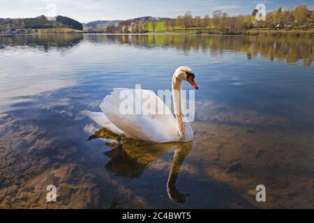 Muter Schwan (Cygnus olor), Schwimmen auf Speichersee Listertalsperre, Deutschland, Nordrhein-Westfalen, Sauerland, Drolshagen Stockfoto