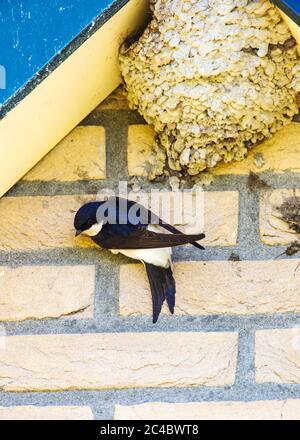 Gemeines Haus martin (Delichon urbica, Delichon urbicum), an einem Schwalbennest an einer Hauswand, Blick von oben, Niederlande, Frisia, Oldeberkoop Stockfoto