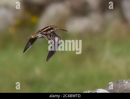 Wilsons Schnepfe (Gallinago delicata), im Flug, Azoren, Lapa auf Corvo Stockfoto