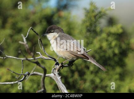 orpheier-Waldsänger (Sylvia hortensis), männlich, Frankreich, Saint-Maximin la Sainte Baume Stockfoto