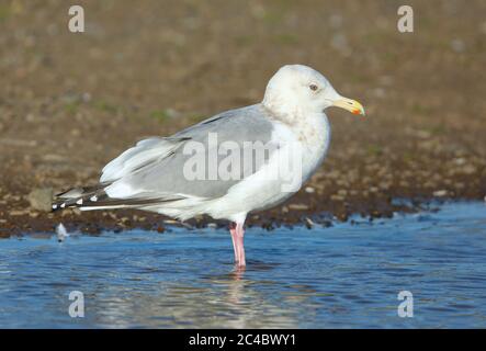 Thayer-Möwe (Larus thayeri), im flachen Wasser stehend, Seitenansicht, USA, Kalifornien, Petaluma Stockfoto