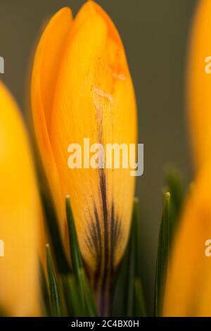 Gelber Krokus (Crocus spec.), Blume, Niederlande Stockfoto