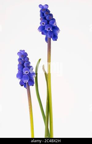Armenische Traubenhyazinthe (Muscari armeniacum), blühend, Ausschnitt Stockfoto