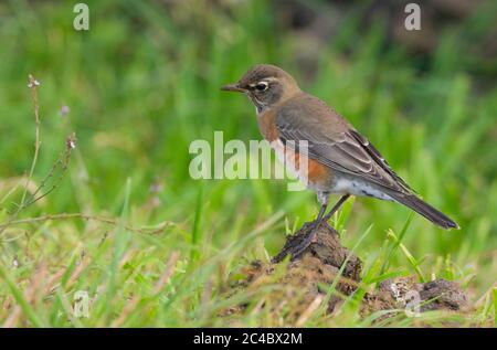 Amerikanischer Rotkehlchen (Turdus migratorius), Erstwinterer amerikanischer Robin, im Herbst aus Nordamerika, Portugal, Azoren, Corvo Island Stockfoto