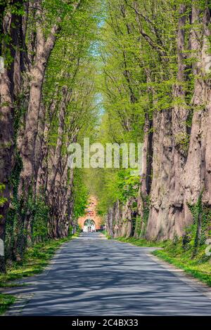 Linden, Linden, Linden (Tilia spec.), Lindenallee auf dem Weingut Schönboeken, Deutschland, Schleswig-Holstein, Bordesholm Stockfoto