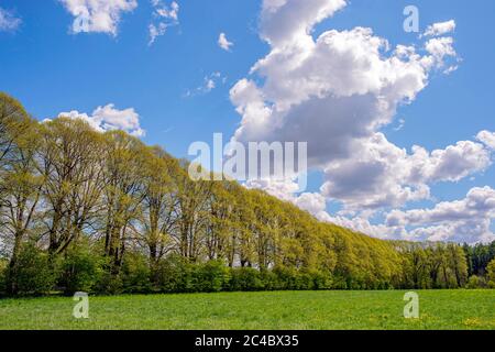 Linden, Linden, Linden (Tilia spec.), Lindenallee auf dem Weingut Schönboeken, Deutschland, Schleswig-Holstein, Bordesholm Stockfoto