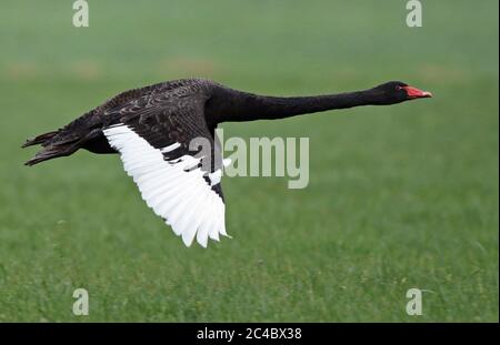 Schwarzer Schwan (Cygnus atratus), im Flug, Seitenansicht, Niederlande Stockfoto