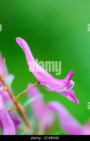 Fumewort (Corydalis solida, Corydalis bulbosa, Fumaria bulbosa), Blume, Niederlande, Drenthe Stockfoto