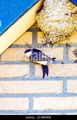 Gemeines Haus martin (Delichon urbica, Delichon urbicum), an einem Schwalbennest an einer Hauswand, Blick von oben, Niederlande, Frisia, Oldeberkoop Stockfoto