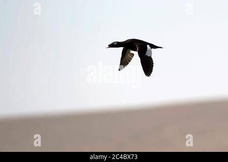 Sibirischer Schotte, Weißflügeliger Schotte (Melanitta stejnegeri), Erwachsener Mann im Flug, Mongolei, Ugii Nuur Stockfoto