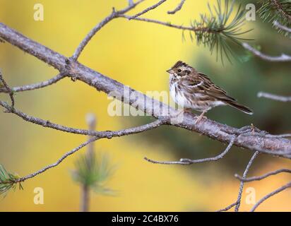 Rustikale Ammer (Emberiza rustica, Emberiza rustica rustica), juvenil im nicht-brütenden Gefieder im Herbst, auf einem Zweig einer Kiefer thront., Finnland, Sompia, Ranua Stockfoto